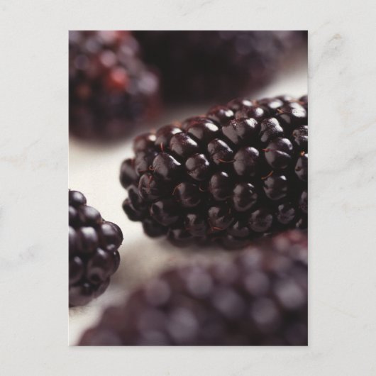 Carte Postale Blackberry Closeup (Devant)