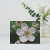 Carte postale Blackberry Flower (Debout devant)