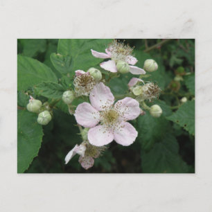 Carte postale Blackberry Flowers