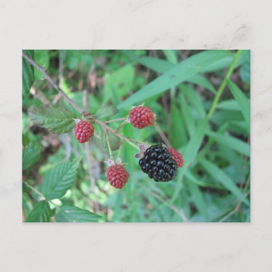 Carte Postale Blackberry sauvages (Devant)