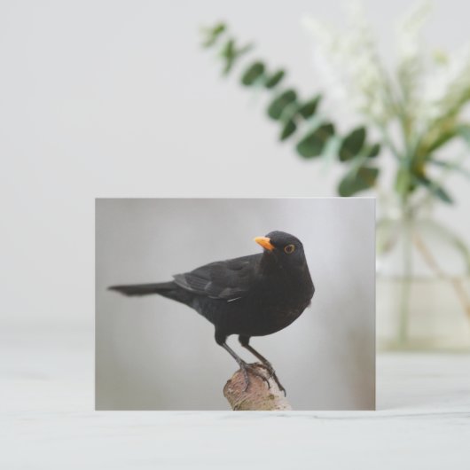 Carte postale Blackbird (Debout devant)
