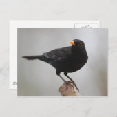 Carte postale Blackbird (Devant / Derrière)