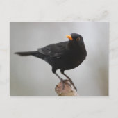 Carte postale Blackbird (Devant)
