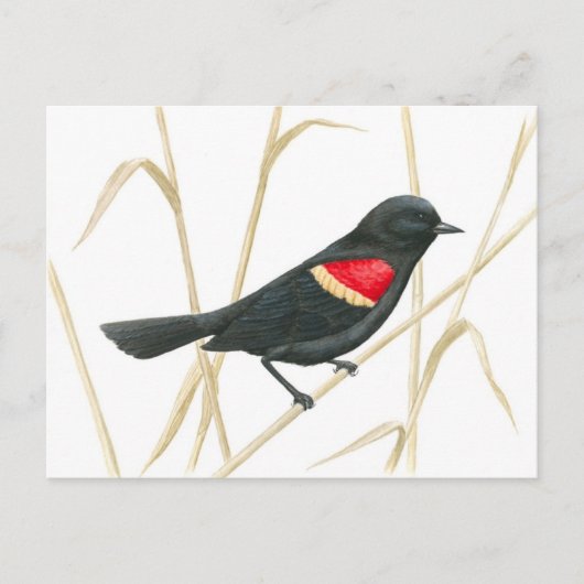 Carte postale Blackbird à ailes rouges (Devant)