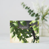 Carte postale Blackbird à ailes rouges (Debout devant)