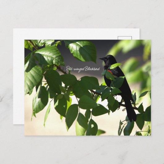 Carte postale Blackbird à ailes rouges (Devant / Derrière)