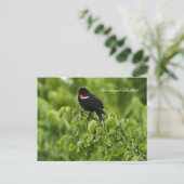 Carte postale Blackbird à ailes rouges (Debout devant)