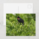 Carte postale Blackbird à ailes rouges (Devant / Derrière)