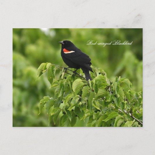 Carte postale Blackbird à ailes rouges (Devant)