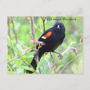 Carte postale Blackbird à ailes rouges
