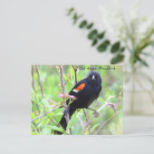 Carte postale Blackbird à ailes rouges (Debout devant)
