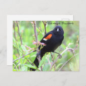 Carte postale Blackbird à ailes rouges (Devant / Derrière)