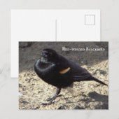 Carte postale Blackbird à ailes rouges (Devant / Derrière)