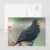 Carte Postale Blackbird assis dans un arbre (Devant / Derrière)