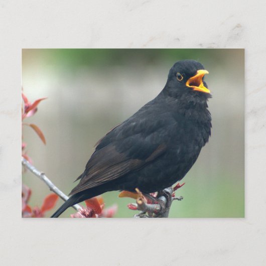 Carte Postale Blackbird assis dans un arbre (Devant)