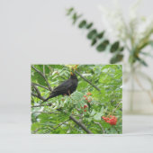 Carte postale Blackbird et Berries (Debout devant)