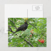 Carte postale Blackbird et Berries (Devant / Derrière)