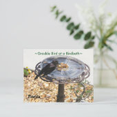 Carte postale Blackbird Grackbird Birdbath (Debout devant)
