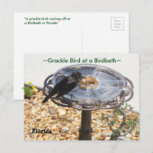 Carte postale Blackbird Grackbird Birdbath (Devant / Derrière)