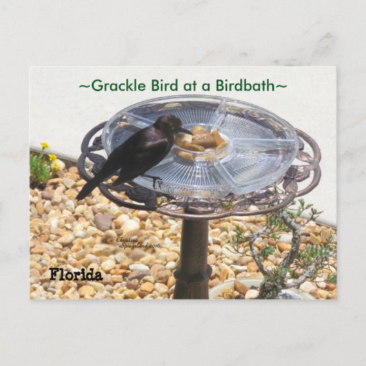 Carte postale Blackbird Grackbird Birdbath (Devant)