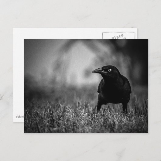 Carte postale Blackbird in Grass (Devant / Derrière)