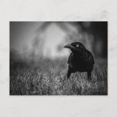 Carte postale Blackbird in Grass (Devant)