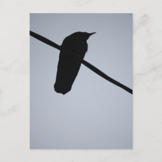 Carte Postale BlackBird sur fil