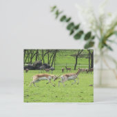 Carte postale Blackbuck Antelope (Debout devant)