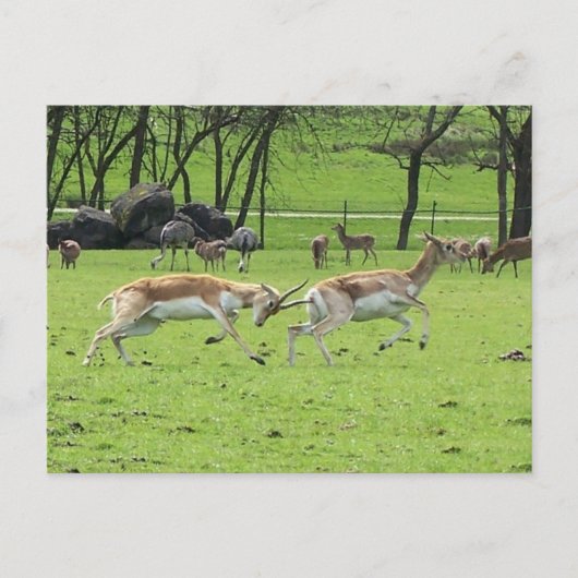 Carte postale Blackbuck Antelope (Devant)