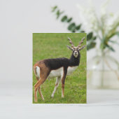 Carte Postale Blackbuck Homme Antelope (Debout devant)