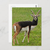 Carte Postale Blackbuck Homme Antelope (Devant / Derrière)