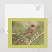 Carte Postale Blackcap (Devant / Derrière)