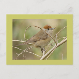 Carte Postale Blackcap