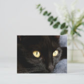 Carte Postale Blackcat (Debout devant)