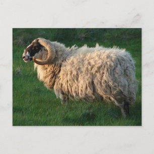Carte Postale Blackface Sheep, île de Lewis, Outer Hebrides