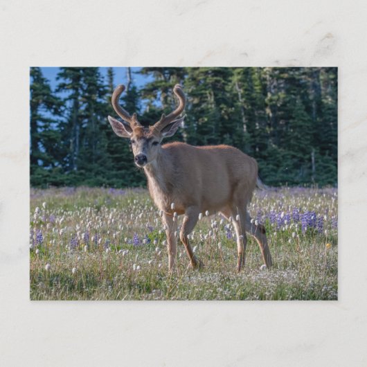 Carte Postale Blacktail Deer Buck | Parc national olympique (Devant)