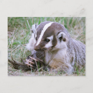 Carte Postale Blaireau