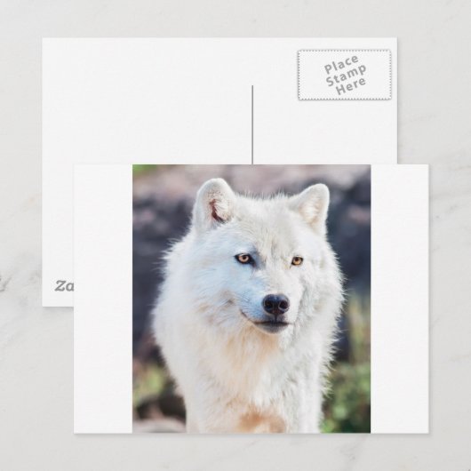 CARTE POSTALE BLANC (Devant / Derrière)