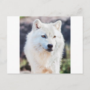 CARTE POSTALE BLANC