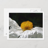 Carte Postale Blanc avec jaune (Devant / Derrière)