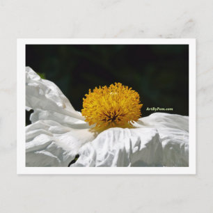 Carte Postale Blanc avec jaune