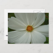 Carte Postale Blanc Cosmos Fleur sauvage d'été Floral (Devant / Derrière)