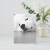 Carte Postale Blanc de chien de photo de Samoyed (Debout devant)