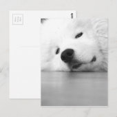 Carte Postale Blanc de chien de photo de Samoyed (Devant / Derrière)