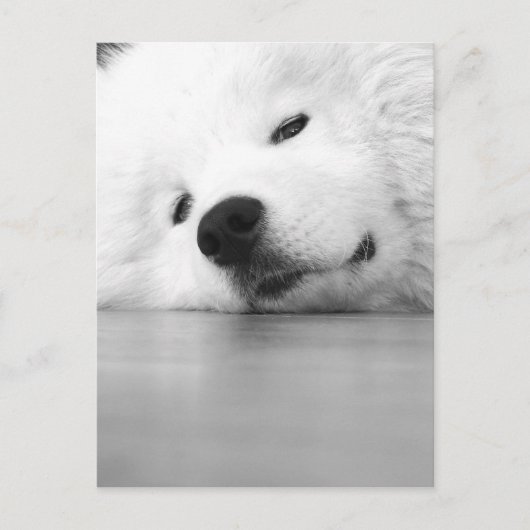 Carte Postale Blanc de chien de photo de Samoyed (Devant)