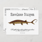 Carte postale blanc-esturgeon à nez velu (Devant / Derrière)