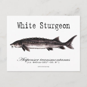 Carte postale blanc-esturgeon-blanc