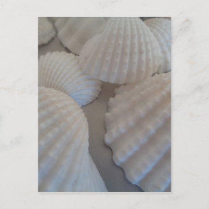 Carte Postale Blanc gris, Coquillages, Sea Shell Summer Beach Lo