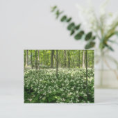 Carte Postale blanc Un champ de trilliums, fleurs des chutes du (Debout devant)