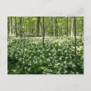 Carte Postale blanc Un champ de trilliums, fleurs des chutes du